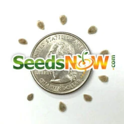 Tomato - Money Maker (Indeterminate) -seedsnow Sales Store Tomato Money Maker seeds 4