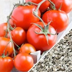 Tomato - Money Maker (Indeterminate) -seedsnow Sales Store Tomato Money Maker seeds now