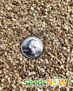 Tomato - Mortgage Lifter (Indeterminate) -seedsnow Sales Store Tomato Mortgage Lifter seeds 2