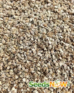 Tomato - Mortgage Lifter (Indeterminate) -seedsnow Sales Store Tomato Mortgage Lifter seeds 4