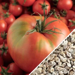 Tomato - Mortgage Lifter (Indeterminate) -seedsnow Sales Store Tomato Mortgage Lifter seeds now