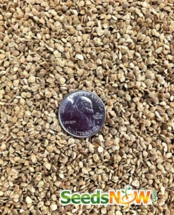 Tomato - Mr. Stripey (Indeterminate) -seedsnow Sales Store Tomato Mr. Stripey seeds 2