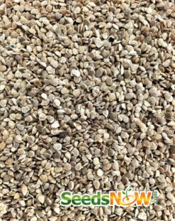 Tomato - Mr. Stripey (Indeterminate) -seedsnow Sales Store Tomato Mr. Stripey seeds 3