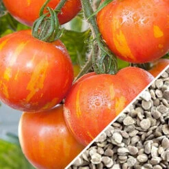 Tomato - Mr. Stripey (Indeterminate) -seedsnow Sales Store Tomato Mr. Stripey seeds now