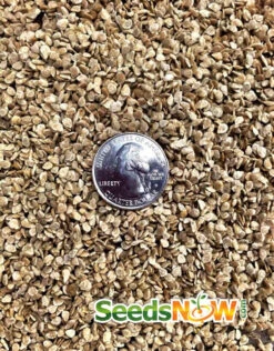 Tomato - Oxheart, Pink (Indeterminate) -seedsnow Sales Store Tomato Oxheart Pink seeds 48f39f23 2fae 4c60 a90b 0c709357c677