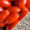 Tomato - Rio Grande (Determinate) 1 Tomato - Rio Grande (Determinate) -seedsnow Sales Store Tomato Rio Grande seeds now