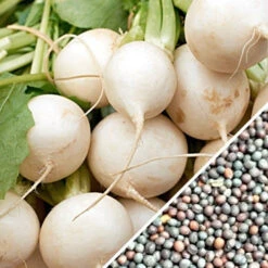 Turnip - Golden Globe -seedsnow Sales Store Turnip Golden Globe seeds