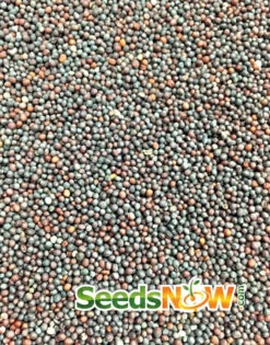 Turnip - Golden Globe -seedsnow Sales Store Turnip Golden Globe seeds 2