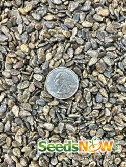 Watermelon - All Sweet -seedsnow Sales Store Watermelon All Sweet seeds 3