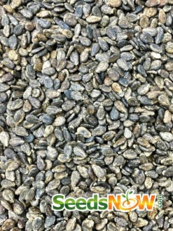 Watermelon - All Sweet -seedsnow Sales Store Watermelon All Sweet seeds 4