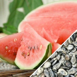 Watermelon - All Sweet -seedsnow Sales Store Watermelon All Sweet seeds now