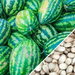 Watermelon - Congo -seedsnow Sales Store Watermelon Congo seeds