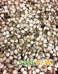 Watermelon - Congo -seedsnow Sales Store Watermelon Congo seeds 1