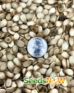 Watermelon - Congo -seedsnow Sales Store Watermelon Congo seeds 2
