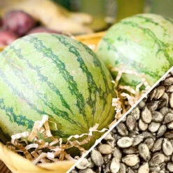 Watermelon - Sugarbaby -seedsnow Sales Store Watermelon Sugarbaby seeds