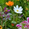 Wildflowers - Annual Cut Flower Scatter Garden Seed Mix 1 Wildflowers - Annual Cut Flower Scatter Garden Seed Mix -seedsnow Sales Store Wildflowers Annual Cut Flower Scatter Garden Seed Mix