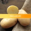 Potato (Mid-Season) - Agata (Organic/Heirloom) -seedsnow Sales Store agata potato