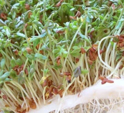 All-in-One Sprouts/Microgreens Seed Bank W/Sprouting Jar -seedsnow Sales Store alfalfa 1