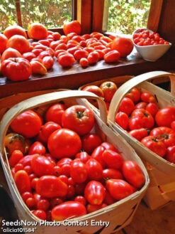 Tomato - Homestead (Determinate) 15 Tomato - Homestead (Determinate) -seedsnow Sales Store alicia101584 1024x1024 29ccd8c8 fc4b 40b9 8b6c fa87e1ea82fe