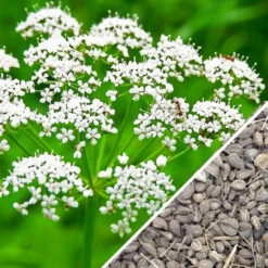 Anise (Aniseed) 13 Anise (Aniseed) -seedsnow Sales Store anise seeds