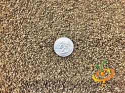 Anise (Aniseed) 15 Anise (Aniseed) -seedsnow Sales Store anise seeds 2