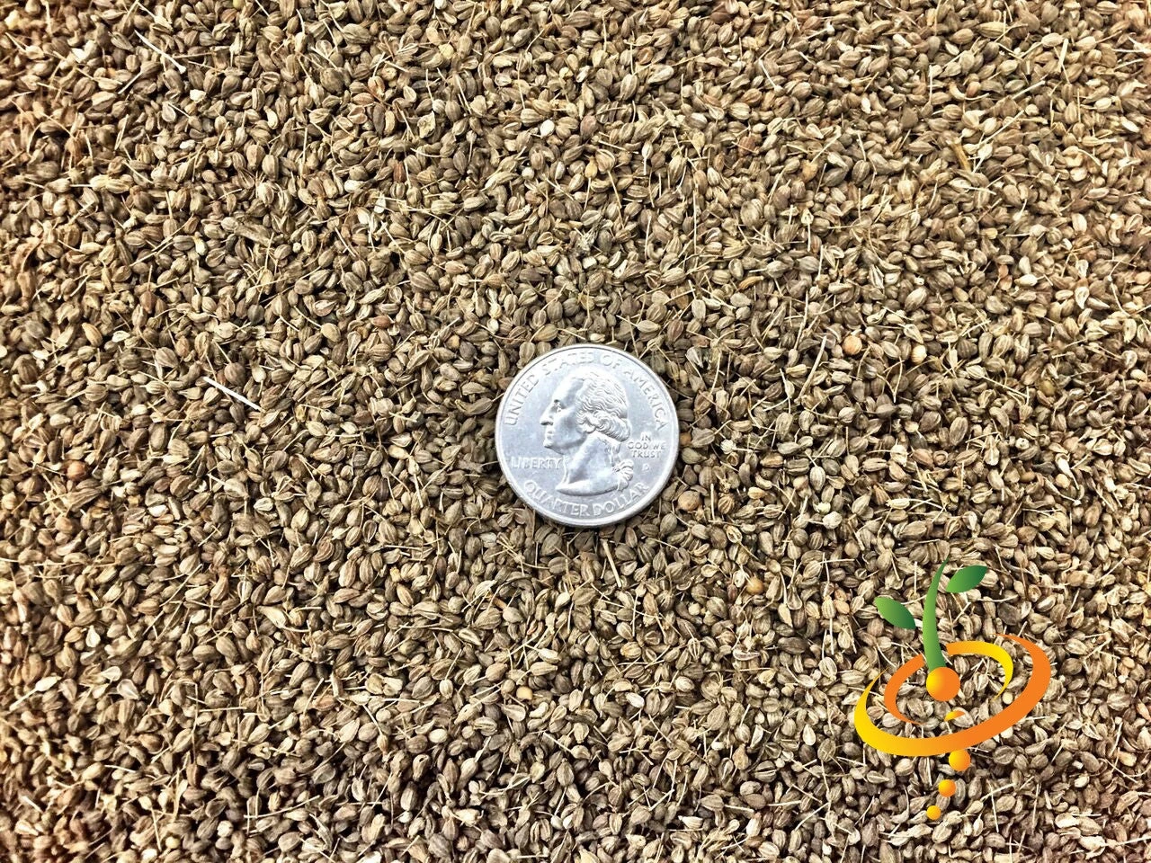 Anise (Aniseed) 9 Anise (Aniseed) - Image 7