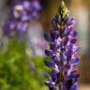 Flowers - Lupine, Arroyo