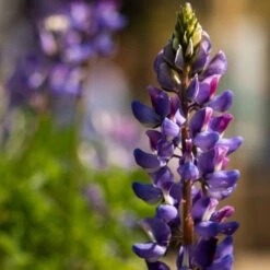 Flowers - Lupine, Arroyo