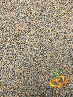 Arugula - Roquette (Rocket) -seedsnow Sales Store arugula 2