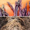 Asparagus (Crowns/Roots) - Purple Passion (Organic) -seedsnow Sales Store asp