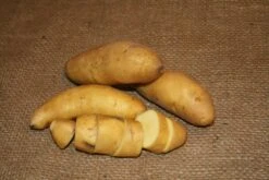Potato, Fingerling (Late-Season) - Austrian Crescent (Organic/Heirloom) -seedsnow Sales Store austrian cres 3