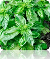 Basil, Italian Large Leaf 5 Basil, Italian Large Leaf - Image 3