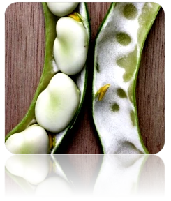 Bean, Fava/Broad - Broad Windsor 12 Bean, Fava/Broad - Broad Windsor - Image 10