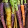 Carrot - Heritage Rainbow Blend -seedsnow Sales Store blend rainbow carrots