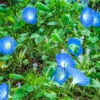 Wildflowers - Blues Brothers Seed Mix -seedsnow Sales Store blue