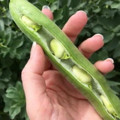 Bean, Fava/Broad - Aguadulce