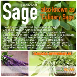 Sage - Broadleaf -seedsnow Sales Store broadleaf sage