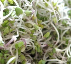All-in-One Sprouts/Microgreens Seed Bank W/Sprouting Jar -seedsnow Sales Store broccoli sprouts
