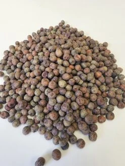 Sprouts/Microgreens - Pea, Brown Speckled -seedsnow Sales Store bsp