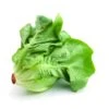 Lettuce - Buttercrunch -seedsnow Sales Store buttercrunchlettuceseedsnow