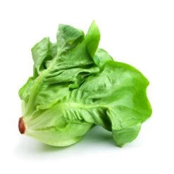 Lettuce - Buttercrunch