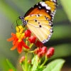 Flowers - Milkweed, Tropical (Monarch Butterfly/Blood Flower) - Silky Deep Red -seedsnow Sales Store butterfly milkweed seeds