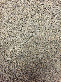 Anise (Aniseed) 14 Anise (Aniseed) -seedsnow Sales Store cDs9 naLFH9om68loDfvG X9RSRTN F ilHDUi3E k