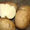 Potato (Early Season) - Cal White -seedsnow Sales Store cal white