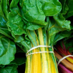 Swiss Chard - Canary Yellow