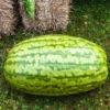 Watermelon - Carolina Cross -seedsnow Sales Store carolina cross
