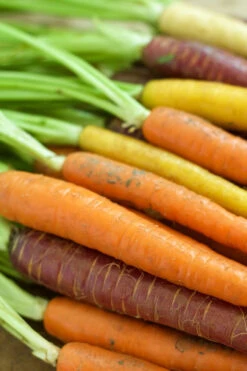 Carrot - Heritage Rainbow Blend -seedsnow Sales Store carrots 1488249 1280