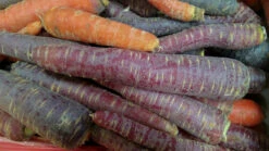 Carrot - Cosmic Purple, 7" Long -seedsnow Sales Store carrots 2289463 1280 1