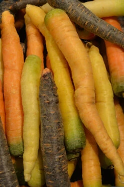 Carrot - Heritage Rainbow Blend -seedsnow Sales Store carrots 234858 1280