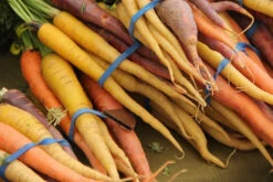 Carrot - Heritage Rainbow Blend -seedsnow Sales Store carrots 237447 1280